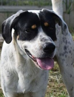 Freddie - freundlicher Jungspund - Süderbrarup