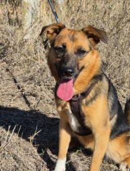 Liebe Ruby sucht eine neue Bleibe - Kleinostheim