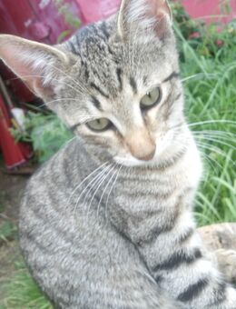 Serval, Maincoon Russisch-blau Mix, 13 Wochen - Hamburg Eimsbüttel