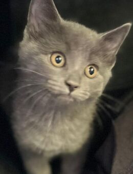 Wunderschöne BLH x Ragdoll Mix Katzen Kitten Kätzchen - Delmenhorst