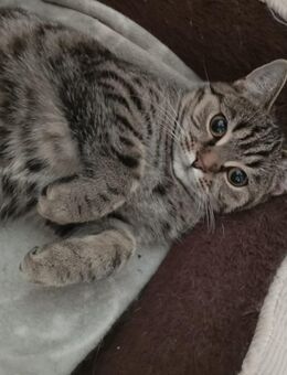 niedliche aktive BKH-Mischlings-Katze sucht ein schönes geräumiges Zuhause - Meinhard