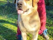 Notfellhündin♥Honey♥sucht dringend PS/ES - Hamburg