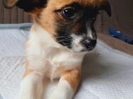 💛Sanftes Junghundmädchen Chai🐾 - Eislingen (Fils)
