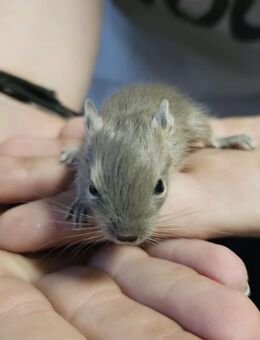 Degu Babys zu verkaufen - Breitungen (Werra)