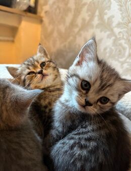 Bkh kater - Rheine