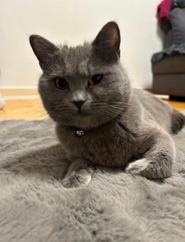 BKZ Katze - Hamburg Hamburg-Nord