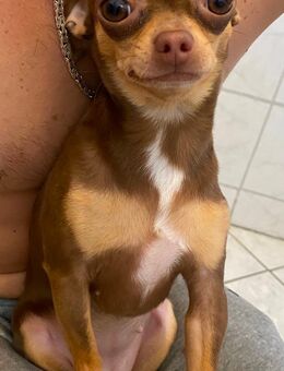 Mini Chihuahua - Oberkirch Zentrum