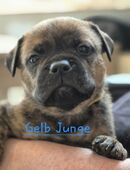 OEB Mix Welpen in 26316