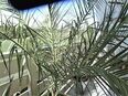 Phönix Palmen, Zimmerpflanze in 79877