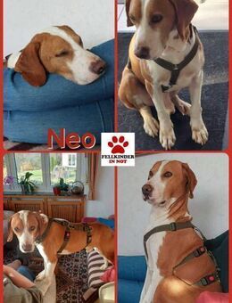Neo Bracke Mischling Rüde sucht Heim - Margetshöchheim