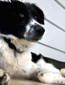 Zuhause gesucht für Feivel - München