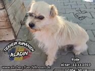 ALADIN-muss sich noch an Liebe gewöhnen - Waakirchen