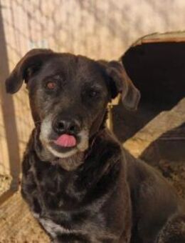 Ayana; sie musste viel entbehren - Geilenkirchen