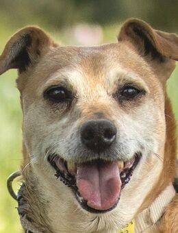 Halle - Pinscher-Mix - 7 Jahre - Tierhilfe Franken e.V. - Lauf (Pegnitz) Zentrum