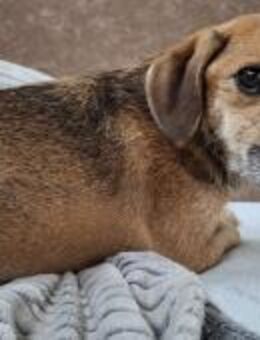 Mexi lieber Dackel-Mix - Kassel