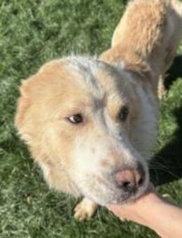 Prachtbursche Winnie sucht seine Mensche - München