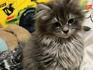 Abgabebereit Perser/Maine Coon Kitten - Mücke