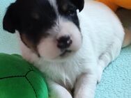 Parson Russell Terrier Welpen - Ruppertsweiler