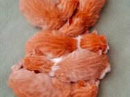 Kitten Zwilinge Orange 3x Jungs und Orange/Weiss 2x Mädels - Wendelstein
