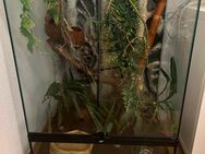 Terrarium mit Kronengeckos - Berlin