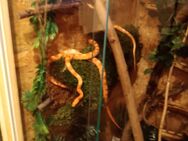 2 kornnattern inkl.Terrarium - Delmenhorst