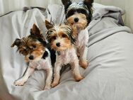 Noch 2 Biewer Yorkshire Terrier welpen - München