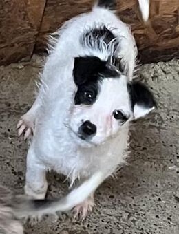 💙Patch sucht seine Familie - Markkleeberg