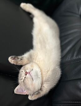 Unsere süßen Babykatzen suchen ein liebevolles zu Hause - Ratingen Zentrum