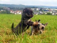 Zuckersüsse XXS Mini Chihuahua Welpen 12Wo. in Sonderfarben Blue-Tan Merle Schokomerle - Birstein