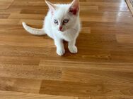 Kleine Katze Sucht Zuhause - Düsseldorf