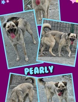 Tolle Pearly sucht Anschluß! - Nürnberg