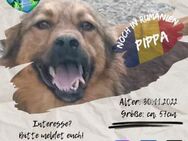 PIPPA - sucht liebe Kuschelmenschen - Waakirchen