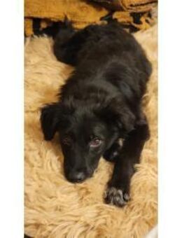 Perlie - wartet in 76437 Rastatt - Oberwies