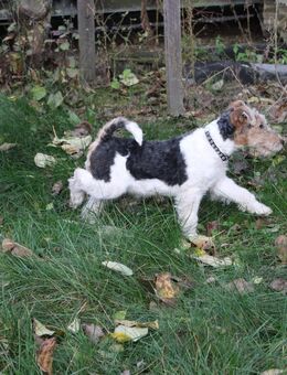 Drahthaar Foxterrier Welpen. #foxterrier. #hunde.#welpen - Steyerberg