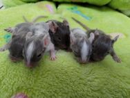 Super süße Degu Babys,kunterbunte Farben: viel schoko,schwarz,sand, suchen demnächst ihren Lieblingsmenschen - Hille