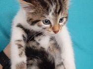 Katzenbaby - Altdorf (Bayern)