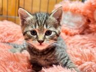 BKH Kitten süß in Tabby - Bottrop