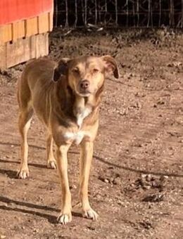 Bess - freundlich und zurückhaltend - Haan