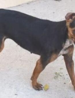 Rusty wünscht sich ein schönes Zuhause - Niedereschach