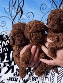 Bildschöne Toy Pudel Welpen in 49152