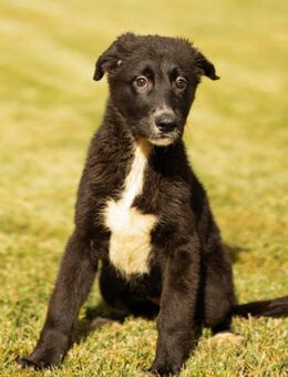 Taya 💗 frohes, neugieriges Welpenmädl - Hamburg