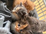 Reinrassige Maine coon Babys - Hohenfels (Bayern)