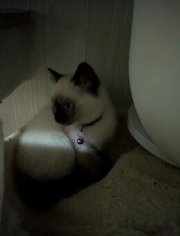 ✨ Wunderschöne Siam Bluepoint / Heilige-Birma-Kitten suchen ihr Traumzuhause! ✨ - Mönchengladbach