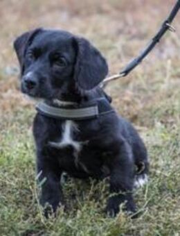 Matyi SI - kurze Beine, großer Charakter - Neustadt (Rübenberge)