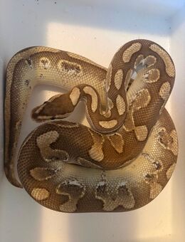 1.0 Butter Calico het.Ghost pos.Fire - Clausthal-Zellerfeld