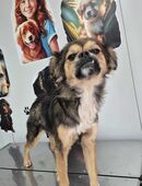 Maya sucht ein zu Hause in 54636