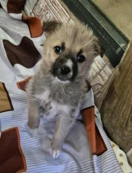 Nora von kettenlos - Bollingstedt