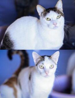 Thomas und Panda aus dem Tierschutz - Grevenbroich