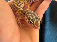 0.1 Leopardgecko Weibchen Enz 24 abzugeben Übergabe Hamm möglich - Emsdetten