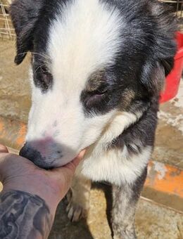 YANG - voller Hoffnung, freundlich - Weilheim (Oberbayern)